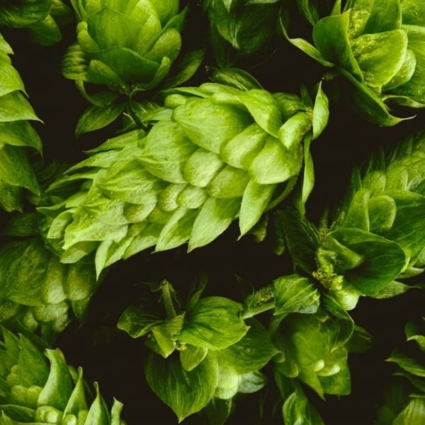 Close-up of fresh green hop cones with dark background, showcasing their texture and vibrant color.